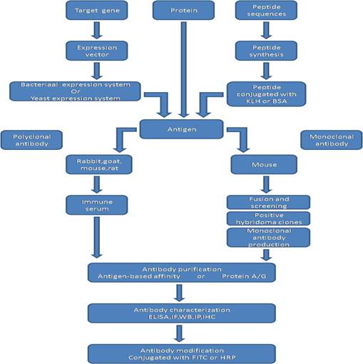 Monoclonal Antibodies Flow Chart